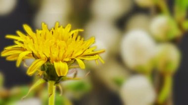 Hafif arka planda büyüyen sarı bir karahindiba çiçeğinin zamanlanmış videosu. Karahindiba çiçekli zaman aşımı