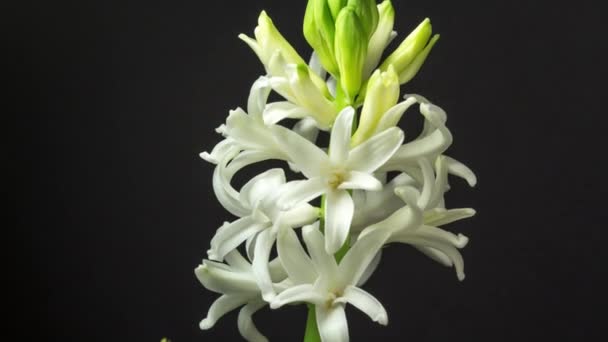 Timelapse Videó Zumbul Növekvő Virágzó Virágzó Sötét Háttérrel Zumbul Virágok — Stock videók