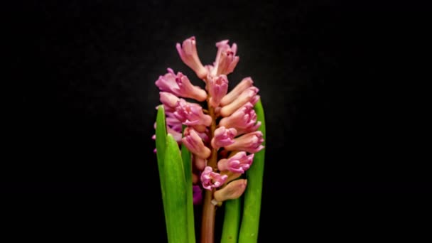 Timelapse Video Zumbul Creciendo Floreciendo Floreciendo Sobre Fondo Oscuro Flores — Vídeos de Stock