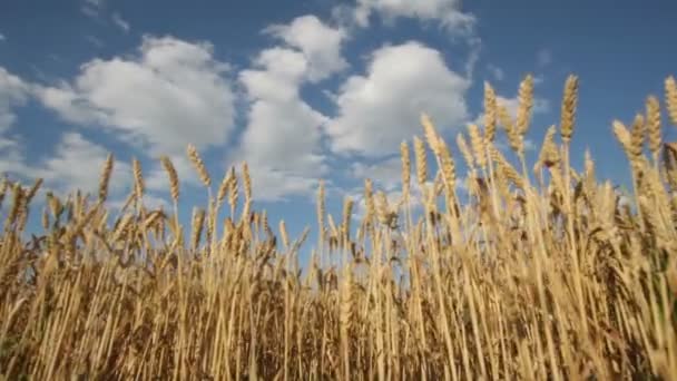 Campo Trigo Amarelo Com Céu Fundo Campo Trigo Céu Timelapse — Vídeo de Stock