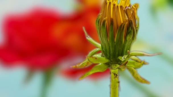 Timelapse Vídeo Uma Flor Amarela Dente Leão Crescendo Fundo Luz — Vídeo de Stock