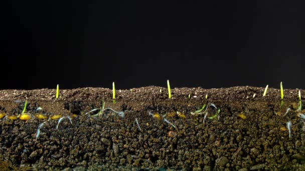 一个豆类种子从地下 地下和地面生长的宏观延时视频 背景透明 — 图库视频影像