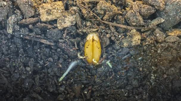 Makro Time Lapse Wideo Nasion Fasoli Rosnących Ziemi Glebie Podziemny — Wideo stockowe