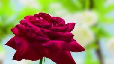 Kırmızı gül çiçeği, zaman dilimi. Gül çiçeğinin büyüdüğü, çiçek açtığı ve yeşil arka planda çiçek açtığı makro zaman hızlandırılmış video