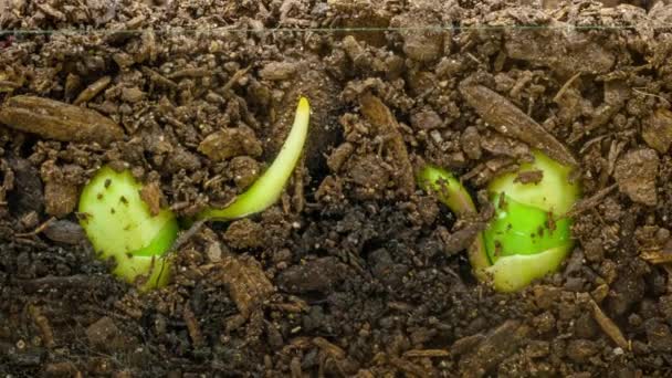 Macro Time Lapse Vídeo Sementes Soja Vegetal Crescendo Partir Solo — Vídeo de Stock