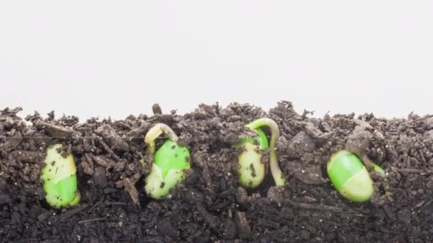 白を背景に土壌 地上から成長する大豆の種子のマクロタイムラプスビデオ — ストック動画