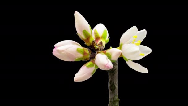 桃花生长和开花的宏观时间与孤立的背景 — 图库视频影像