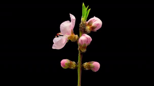 Flores Melocotón Creciendo Floreciendo Macro Timelapse Con Fondo Aislado — Vídeo de stock