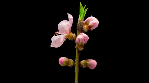 Персиковые Цветы Растущие Цветущие Макро Хронометраж Изолированным Фоном — стоковое видео