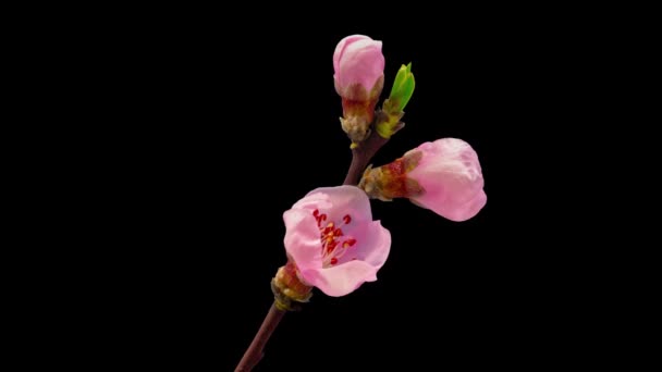 Persika Blommor Växer Och Blommande Makro Timelapse Med Isolerad Bakgrund — Stockvideo