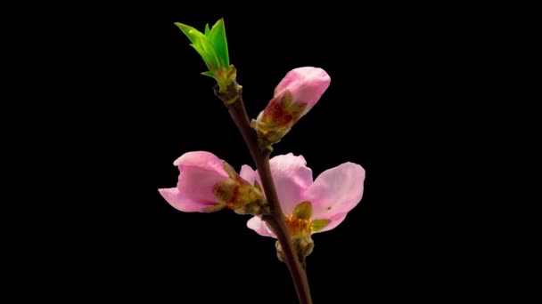 Персиковые Цветы Растущие Цветущие Макро Хронометраж Изолированным Фоном — стоковое видео