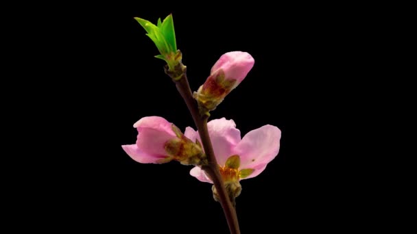 Pfirsichblüten Wachsen Und Blühen Makro Zeitraffer Mit Isoliertem Hintergrund — Stockvideo
