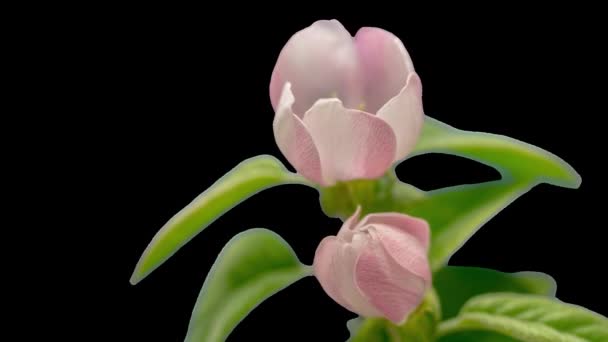 Wilde Pflaumenblumen Wachsen Und Blühen Makro Zeitraffer Mit Isoliertem Hintergrund — Stockvideo