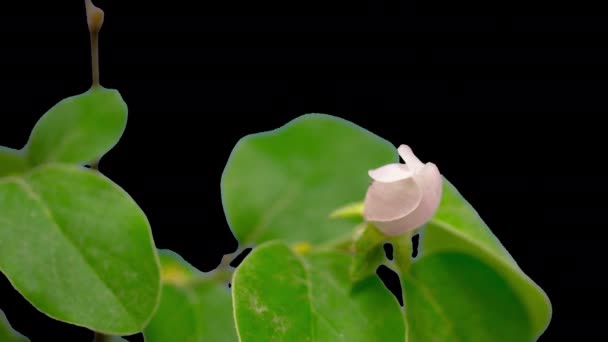 Wild Plum Flower Growing Blossoming Macro Timelapse Isolated Background — Stock Video