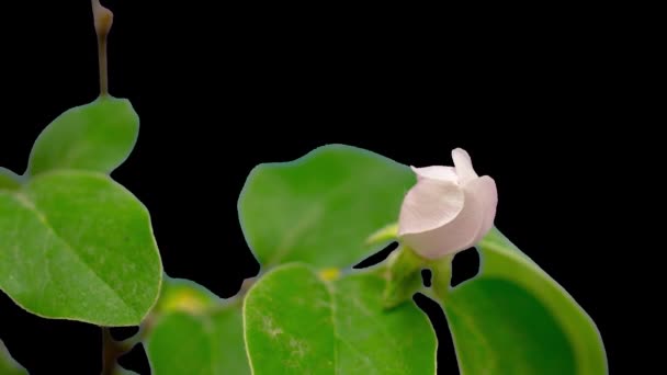 Wilde Pflaumenblume Wächst Und Blüht Makro Zeitraffer Mit Isoliertem Hintergrund — Stockvideo