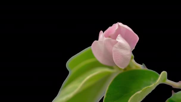 Flor Ciruela Silvestre Creciendo Floreciendo Macro Timelapse Con Fondo Aislado — Vídeo de stock