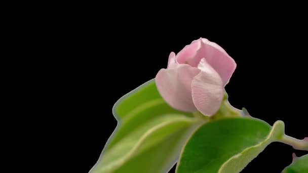 Flor Ciruela Silvestre Creciendo Floreciendo Macro Timelapse Con Fondo Aislado — Vídeo de stock