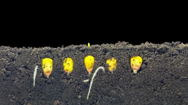 地面から成長する豆の種子のマクロタイムラプスビデオアルファで透明な背景を持つ土壌 地上の眺め — ストック動画