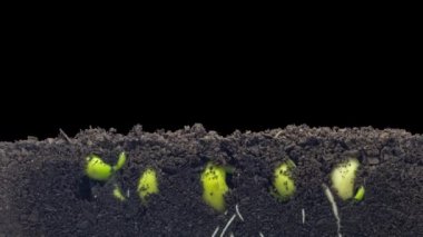 Toprakta, yeraltında ve alfa ile şeffaf arka planda büyüyen bir fasulye tohumunun Macro Time hızlandırılmış videosu