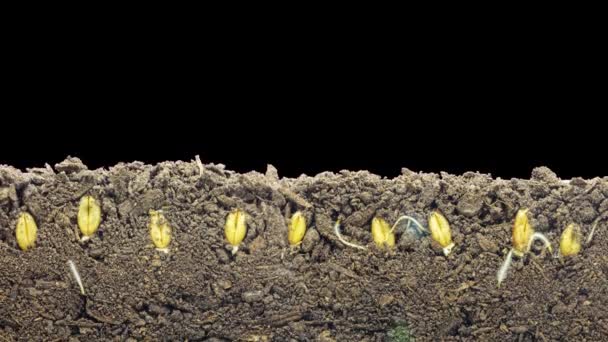 地面から成長する豆の種子のマクロタイムラプスビデオアルファで透明な背景を持つ土壌 地上の眺め — ストック動画