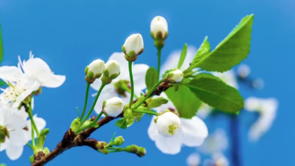 Pflaumenblüte Zeitraffer Makro Zeitraffer Video Einer Pflaumenblume Die Vor Blauem — Stockvideo