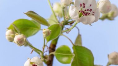 Erik çiçeği çiçeği, zaman aşımı. 4k makro zaman aralığı videosu mavi bir arkaplan üzerinde büyüyen ve çiçek açan bir erik çiçeğinin