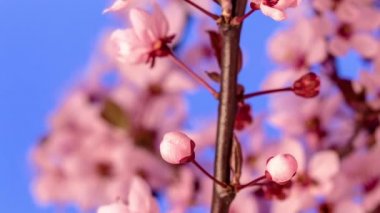 Erik çiçeği çiçeği, zaman aşımı. 4k makro zaman aralığı videosu mavi bir arkaplan üzerinde büyüyen ve çiçek açan bir erik çiçeğinin