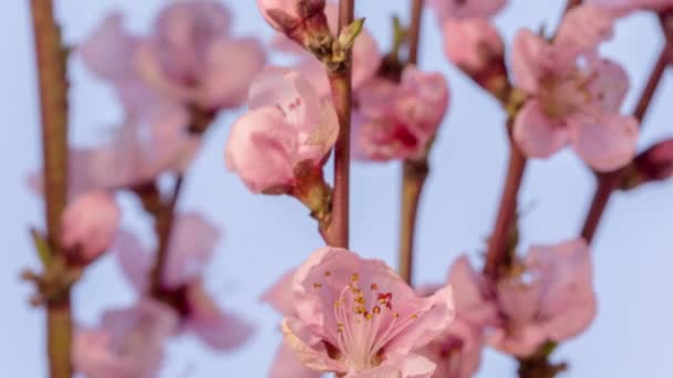 Macro Timelapse Uma Ameixa Selvagem Flores Crescendo Florescendo Fundo Azul — Vídeo de Stock