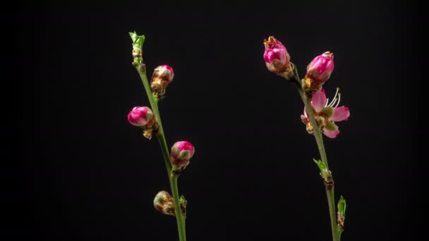 Macro Timelapse Uma Ameixa Selvagem Flores Crescendo Florescendo Fundo Azul — Vídeo de Stock