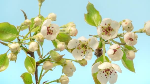 Plum Flower Blossom Time Lapse Macro Timelapse Video Plum Flower — Stock Video
