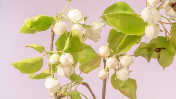 Apple Flower Blossom Time Lapse Video Tiempo Macro Flores Manzana — Vídeos de Stock