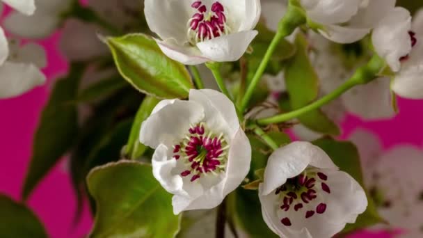 リンゴの花の4Kマクロのタイムラプスが成長し 黒い背景に開花する 時間経過で野生のリンゴの花が咲く — ストック動画