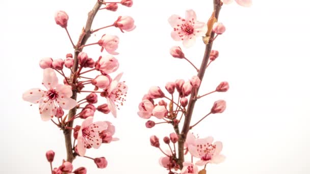 Macro Timelapse Flores Melocotón Creciendo Floreciendo Sobre Fondo Blanco Flores — Vídeo de stock