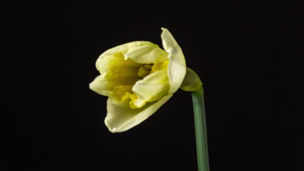 Narcissus Daffodil Flower Blossom Timelapse Macro Timelapse Video Narcissus Flower — Stock Video