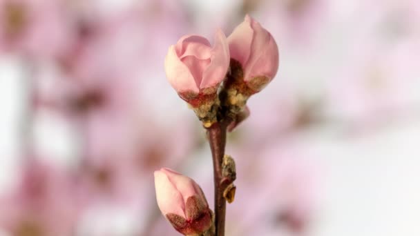 Macro Timelapse Των Λουλουδιών Ροδάκινο Αυξάνεται Ανθίζοντας Ένα Ροζ Φόντο — Αρχείο Βίντεο