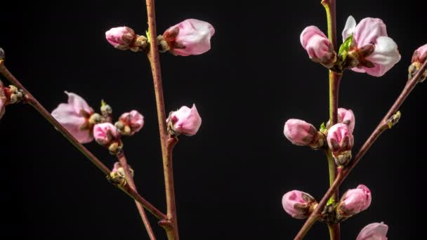 Macro Timelapse Peach Flowers Growing Blossoming Black Background Wild Apple — Stock Video