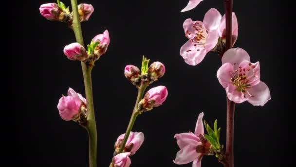 Makro Timelapse Őszibarack Virágok Növekvő Virágzó Fekete Alapon Vadalmavirág Virágzik — Stock videók