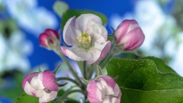 梅の花 タイムラプス 4Kマクロタイムラプスビデオの梅の花が咲くと青の背景を背景に開花 — ストック動画