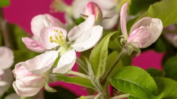 Macro Time Lapse Video Quince Flowers Foliage Growing Blossoming Blue — Stock Video
