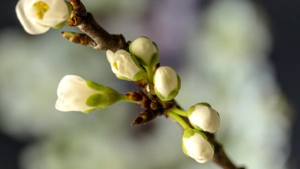Macro Timelapse Των Λουλουδιών Μήλου Αυξάνεται Ανθίζοντας Μαύρο Φόντο Άγρια — Αρχείο Βίντεο