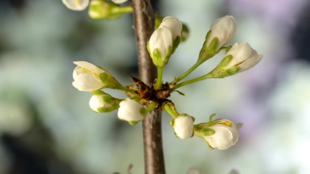 Макро Часовий Пояс Квітів Яблук Ростуть Чорному Тлі Дикі Квіти — стокове відео
