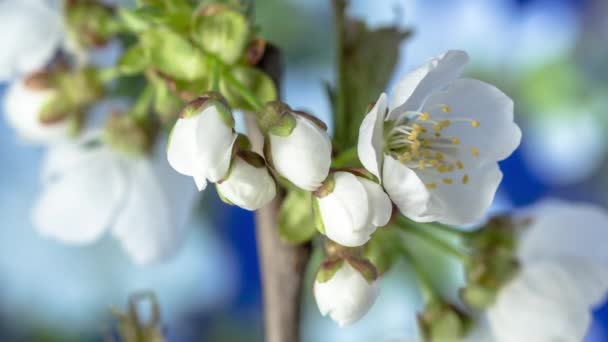 Pflaumenblüte Zeitraffer Makro Zeitraffer Video Einer Pflaumenblume Die Vor Blauem — Stockvideo