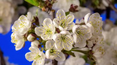 Erik çiçeği çiçeği, zaman aşımı. 4k makro zaman aralığı videosu mavi bir arkaplan üzerinde büyüyen ve çiçek açan bir erik çiçeğinin