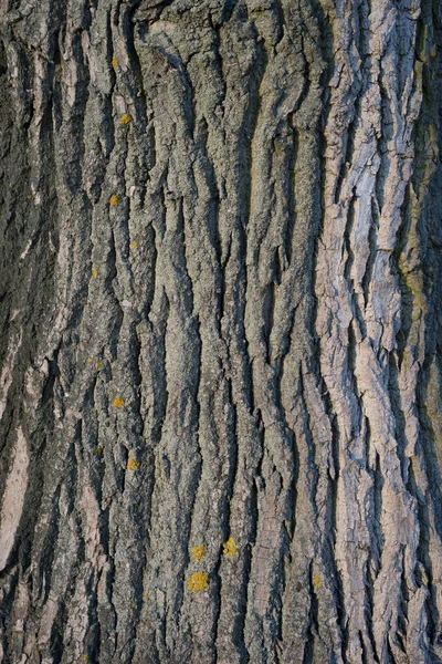 Fondo: corteza de árbol — Foto de Stock
