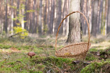 Lehçe ormanda mantar. 