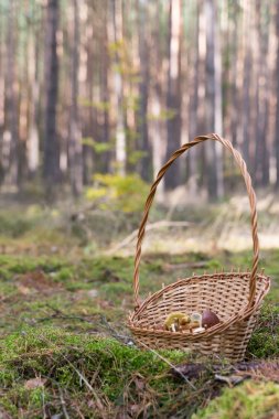 Yenilebilir mantar bir sepet içinde.