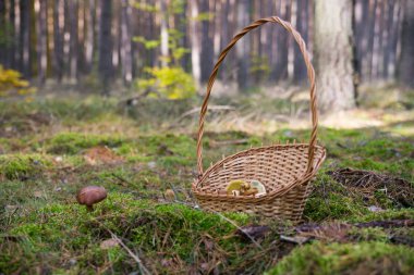 Bol herdem yeşil orman içinde mantar.