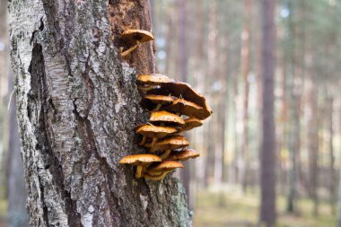 Ağaç üzerinde büyüyen mantar.