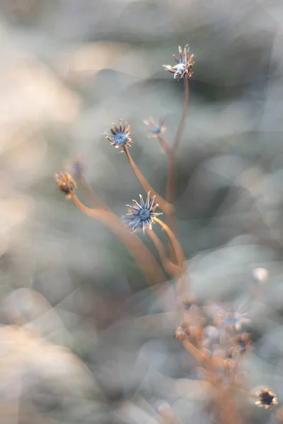 Wilted flowers on a meadow.