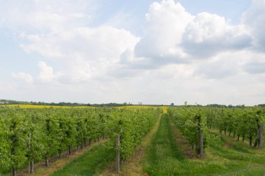 Elma bahçesi caddeleri